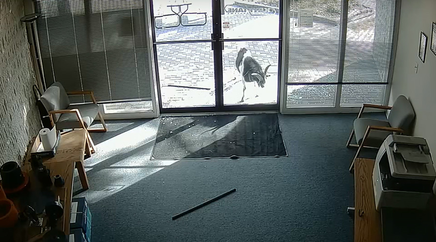 Angry goats: Animal caught on CCTV shattering glass doors of Denver office (VIDEO)