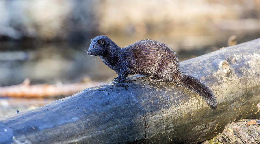 Release of 40k mink in Minnesota dubbed ‘domestic terrorism’ by sheriff