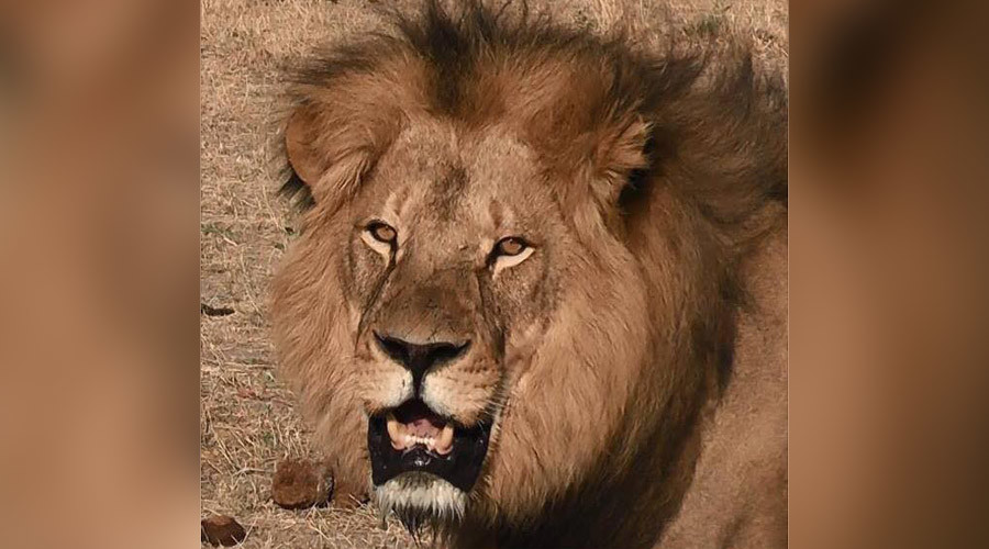 Son of Cecil the lion killed by trophy hunter in Zimbabwe