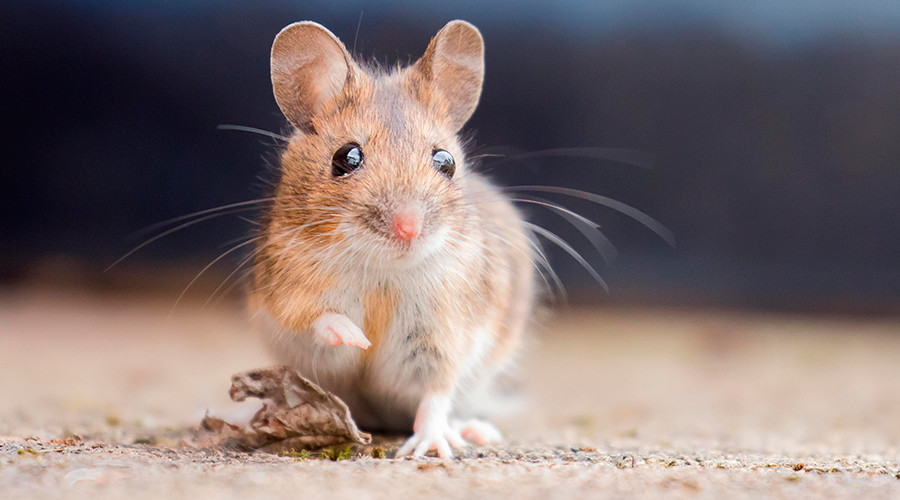 Raining rodents: Chipotle diners hit with nasty surprise in Dallas