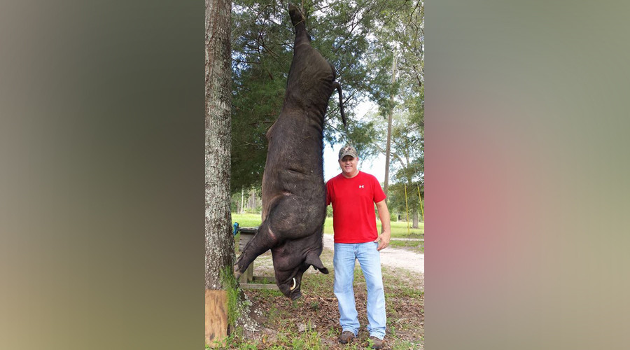 Giant wild boar shot dead in Alabama man’s backyard