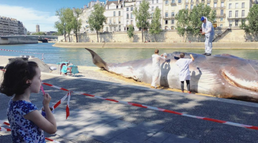 Parisians wake to find ‘whale’ washed up on banks of the Seine (PHOTOS)