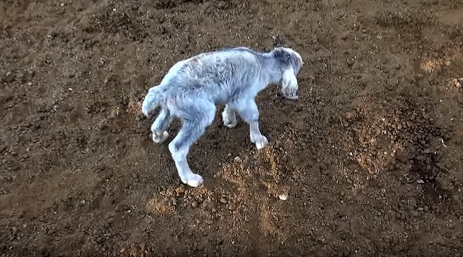 DISTURBING: ‘Demon’ goat terrifies locals in Argentina (VIDEO)