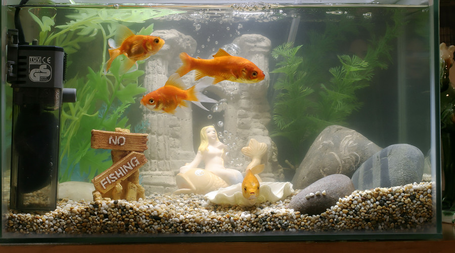 Smart fish tank exposes casino to hackers