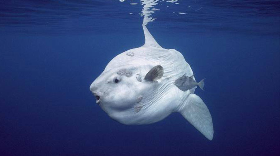 Biologists in New Zealand find rare species of sunfish
