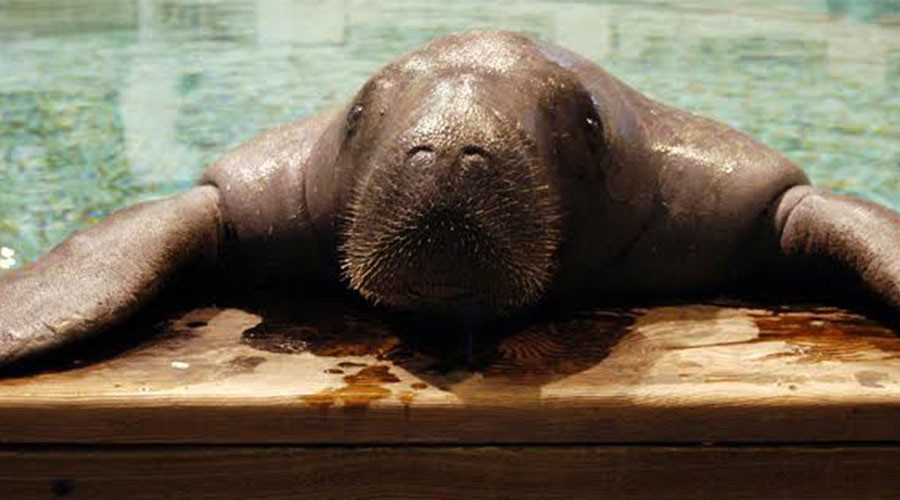 World’s oldest manatee ‘Snooty’ killed in ‘tragic accident’