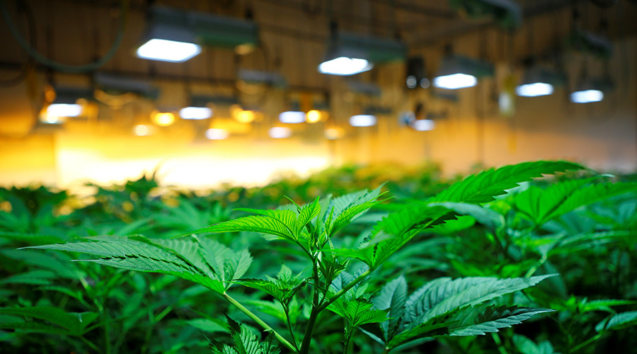 UK’s largest cannabis-growing operation busted