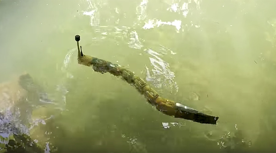 Freaky robotic eel to pinpoint poisonous metals in rivers & lakes (VIDEO)