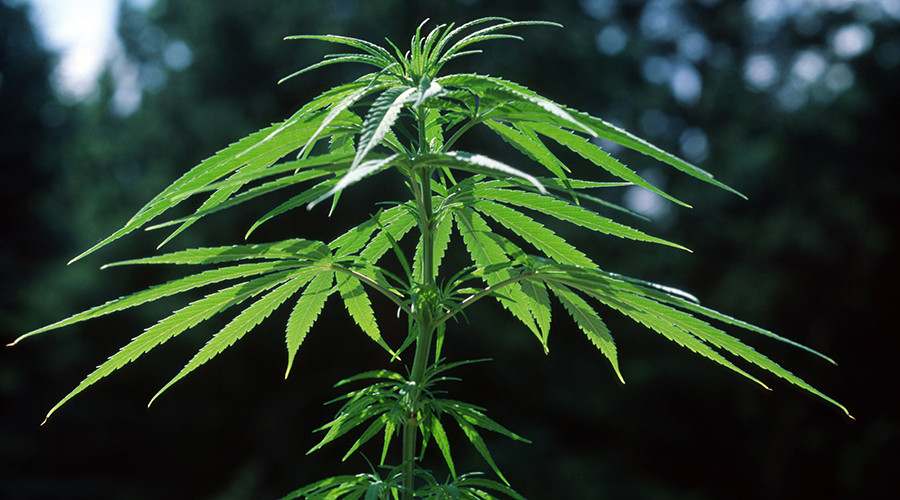 Teens with ‘escalating’ cannabis use likely to suffer depression, poor education – study