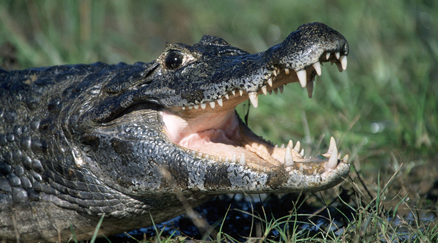 Huge croc scoffs cow’s head in western Australia (DRONE VIDEO)