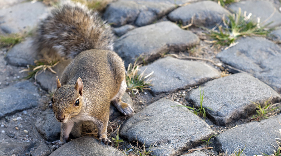 Ah, nuts! Squirrel leaves 45,000 people without power in San Diego