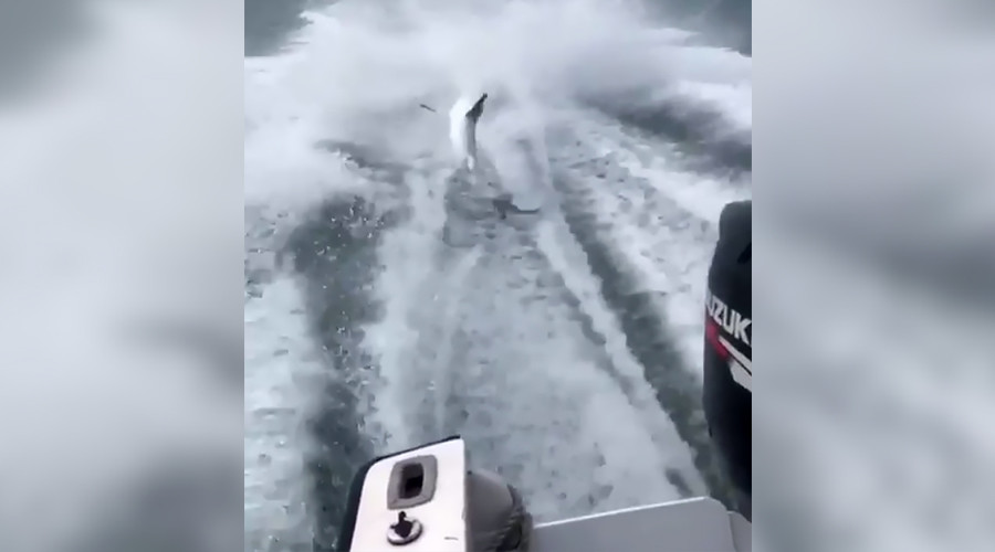 Dragged to death: Footage of shark tied to speedboat sparks criminal probe (VIDEO)