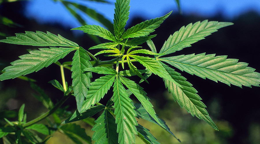 Former NFL star and Iraq veteran suing Jeff Sessions over 1970s cannabis law