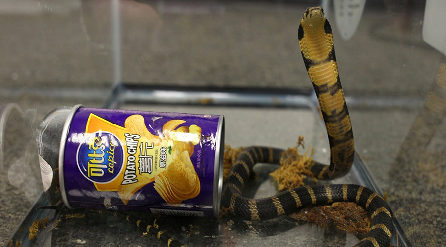 3 live king cobras found inside potato chip package by US customs