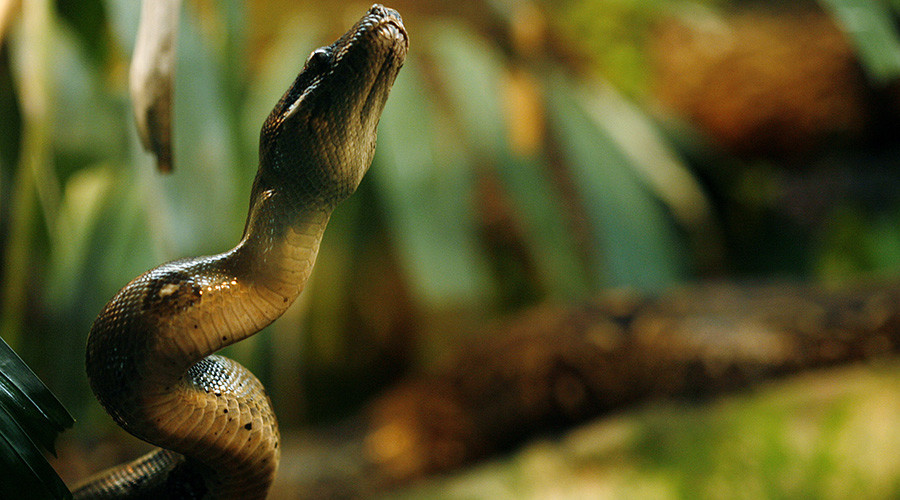 Firefighters decapitate snake that wrapped itself around woman’s neck and was biting her face