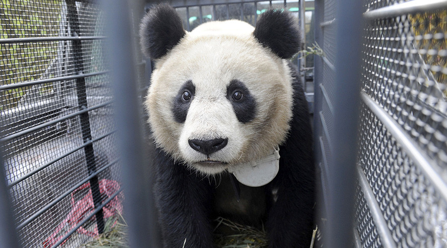 Famous Chinese panda facility under fire over animal cruelty footage ...