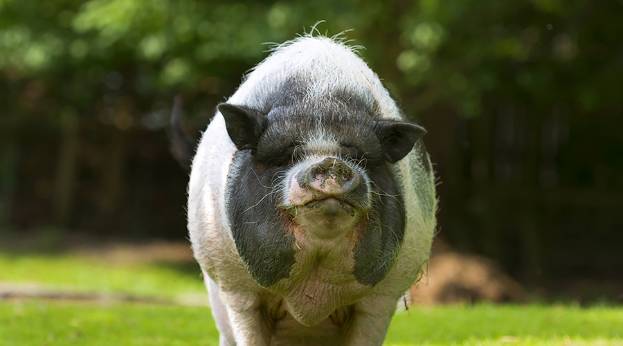 350lb pig bites 3yo girl to the bone, owner faces 1yr in jail