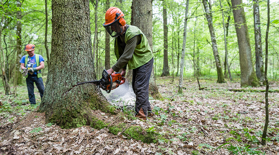 Polish loggers beat TV operator & damage equipment in forest at center of EU-Poland row