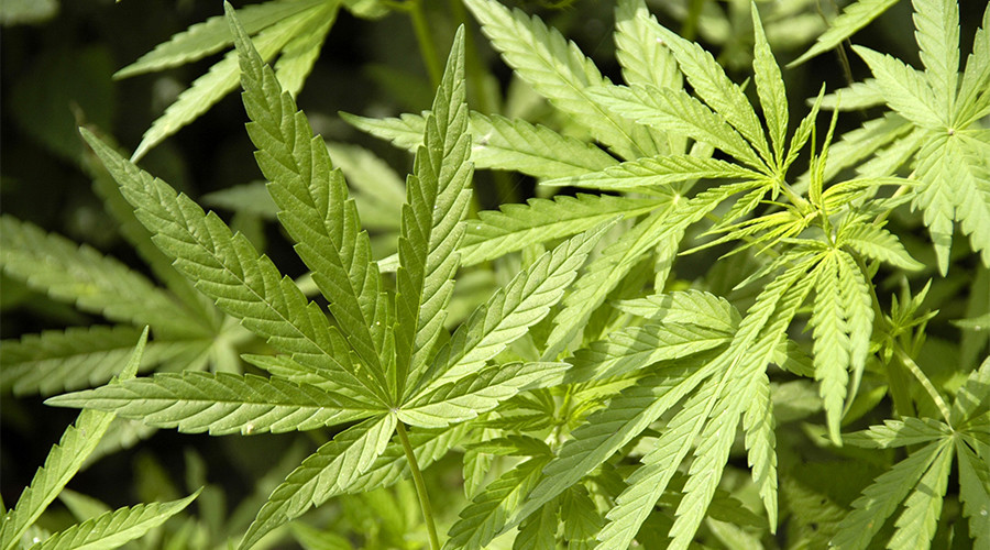 Indonesian man jailed for growing cannabis to help wife dying of cancer