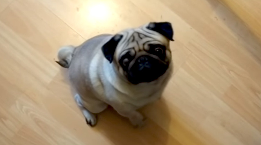 Man who trained dog to make Nazi salute denies hate crime (VIDEO)