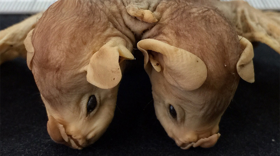 Conjoined baby bats stun Brazilian scientists (PHOTOS)