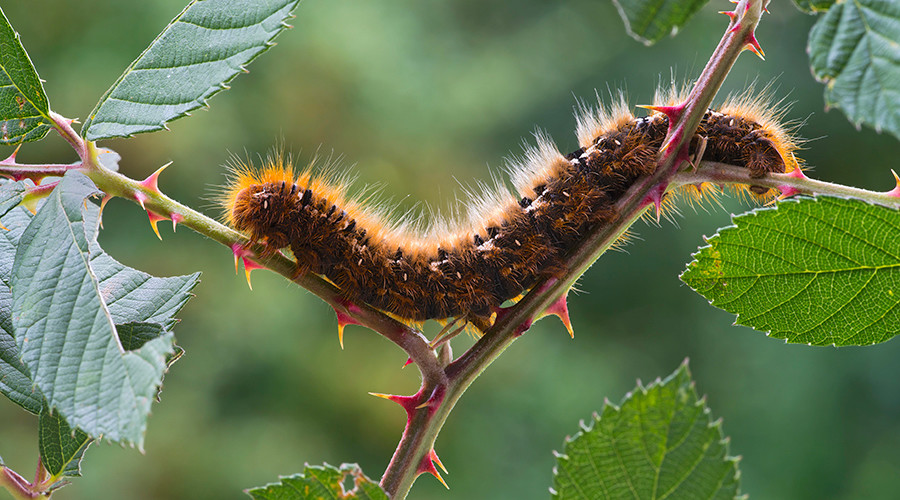 Caterpillar cataclysm: ‘Exploding zombie virus’ on the rise, wildlife experts warn