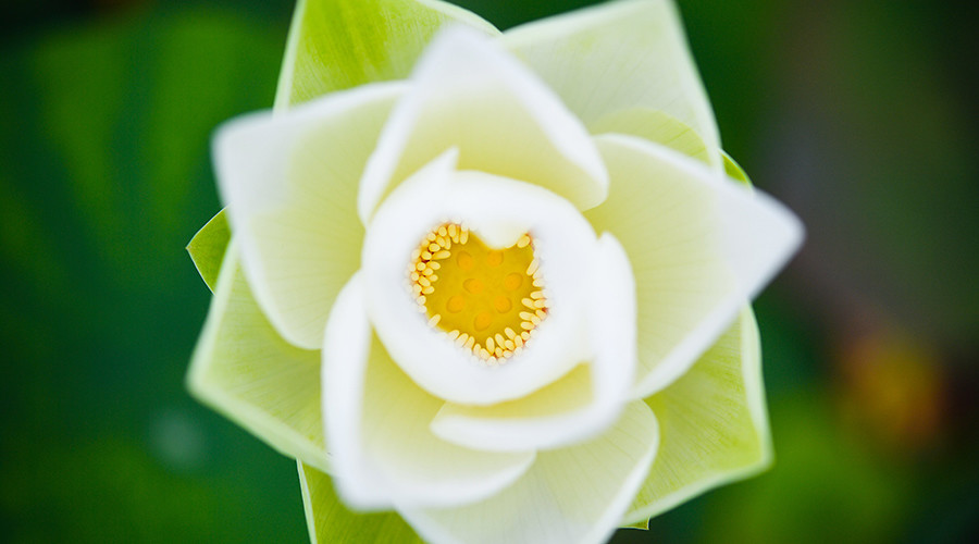 Bloom from the past: Scientists reconstruct world’s 1st flower
