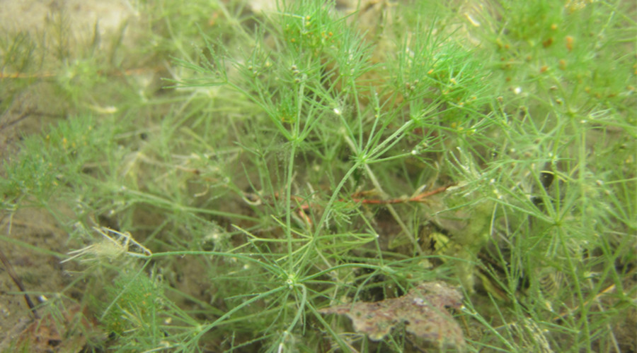 Botanic Park: Scientists find dinosaur-era plant in North American lakes