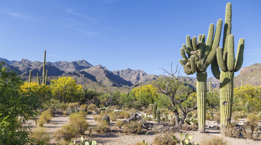Man survives on urine, beer & crackers for 2 days in Arizona desert (PHOTOS)
