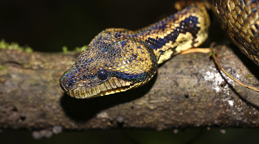 Snakes causing strain: How reptiles brought by US Navy devastated Guam ...