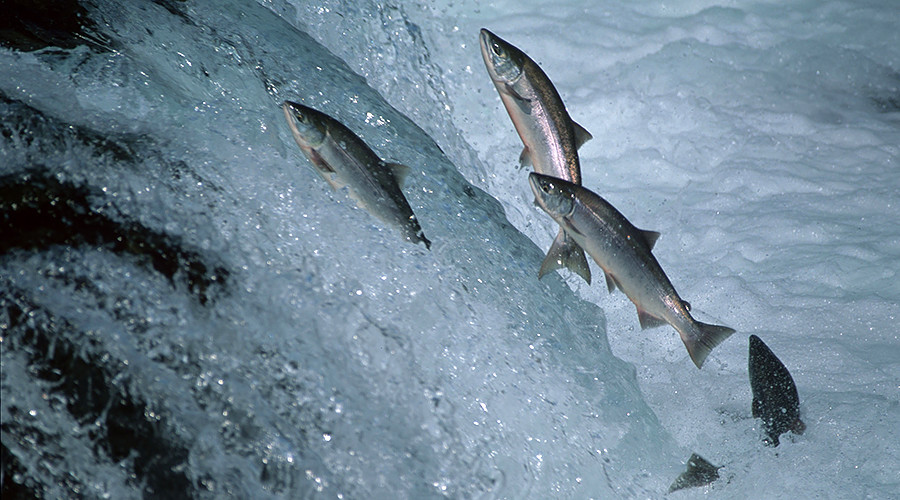 ‘Guinea pig’ Canadians offered ‘world’s first’ GMO salmon