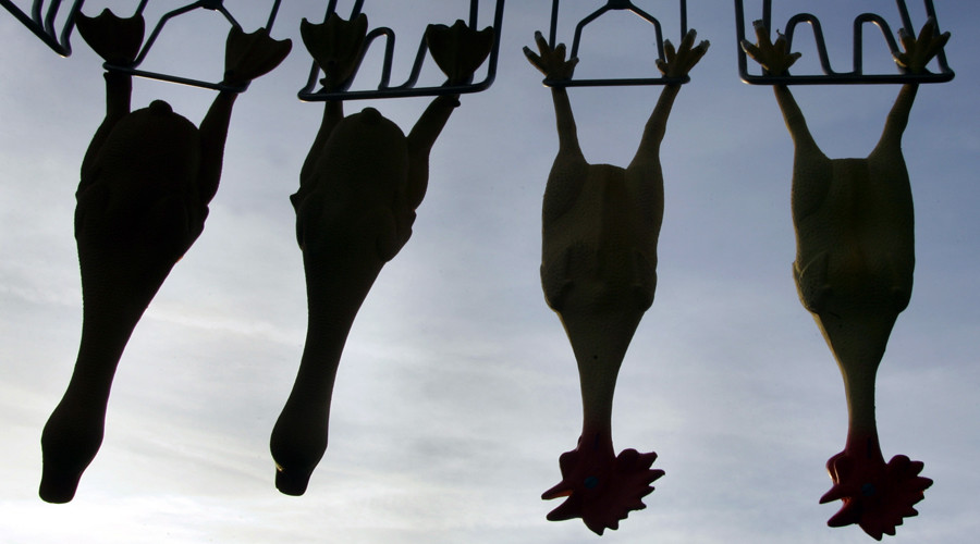 Turkey terror: 3,000 birds scared to death at fowl farm