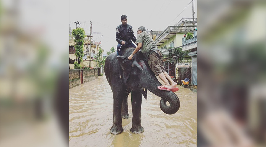 Elephants save hundreds of people stranded by Nepal floods (PHOTOS)