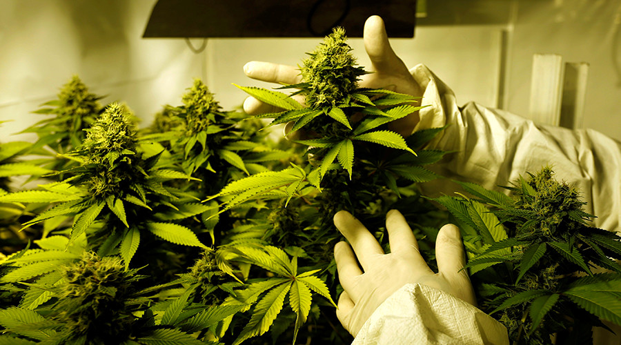 Justice Dept. and DEA don’t see eye-to-eye on marijuana research & MS-13