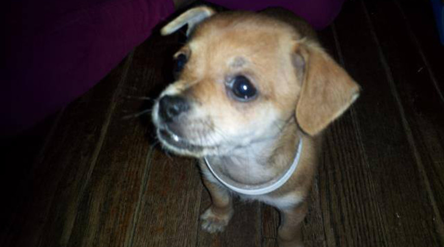 PETA seized family dog & euthanized it without consent (PHOTO)