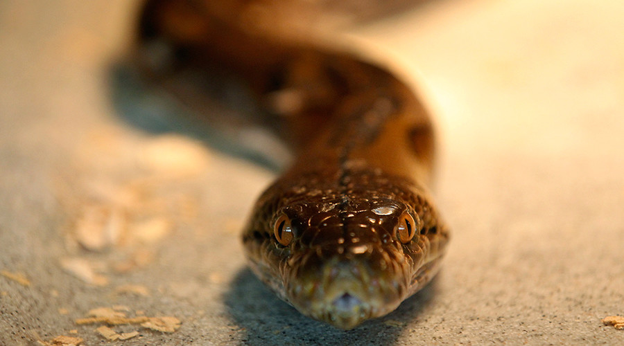 In Australia, 3.5m snakes just hang out (VIDEO)