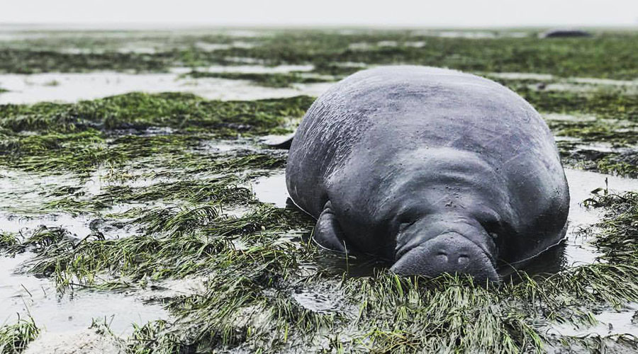 Massive manatees dragged 100 yards to safety as Irma drains bay