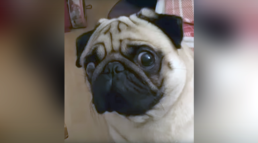 Video of pug making Nazi salute is ‘grossly offensive,’ Jewish leader tells court