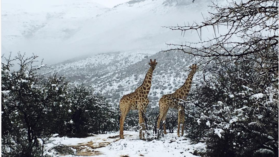 Elephants & giraffes caught in snow as South African spring takes unusual turn (PHOTOS, VIDEOS)