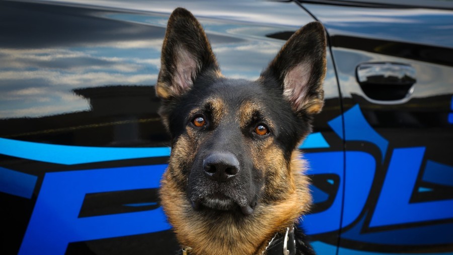 ‘Rest in paradise’: Shot police dog given bagpipe funeral (VIDEO)