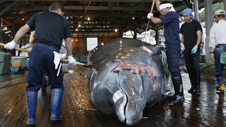 Workers butcher a whale at Wada port, southeast of Tokyo © REUTERS / Toru Hanai 
