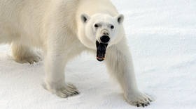 Russian Arctic town suffers POLAR BEAR INVASION, dozens of predators â€˜wonâ€™t go awayâ€™ (VIDEOS)