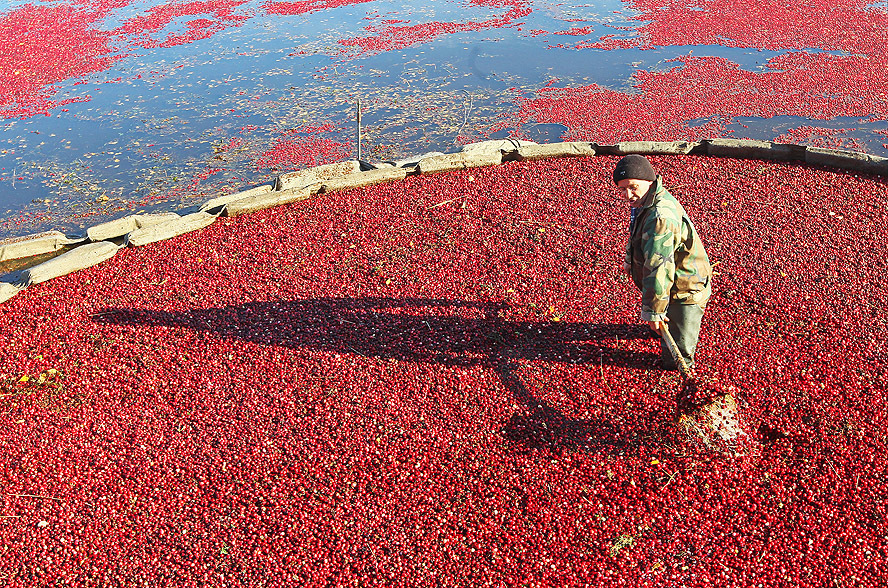 A sea of cranberries at Europe’s largest plantation — RT In vision