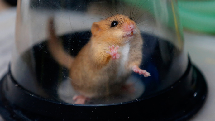 US to bomb Guam with dead mice