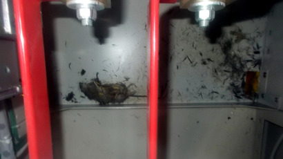  This handout picture taken by Tokyo Electric Power Co (TEPCO) on March 20, 2013 shows the body of a dead rat which may have caused the short-circuit of a switchboard at TEPCO's Fukushima Dai-ichi nuclear power plant in the town of Okuma in Fukushima prefecture (AFP Photo / Tepco)