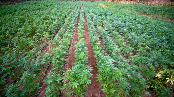 Kentucky set to be first state to legalize hemp production