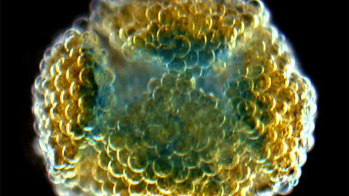 3D printer produces synthetic ‘tissue’ (PHOTOS, VIDEO)