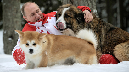 President Vladimir Putin and his dogs, Buffy the Bulgarian Shepherd and Yume the Akita-Inu, walk in the Moscow Region (RIA Novosti / Alexsey Druginyn)

