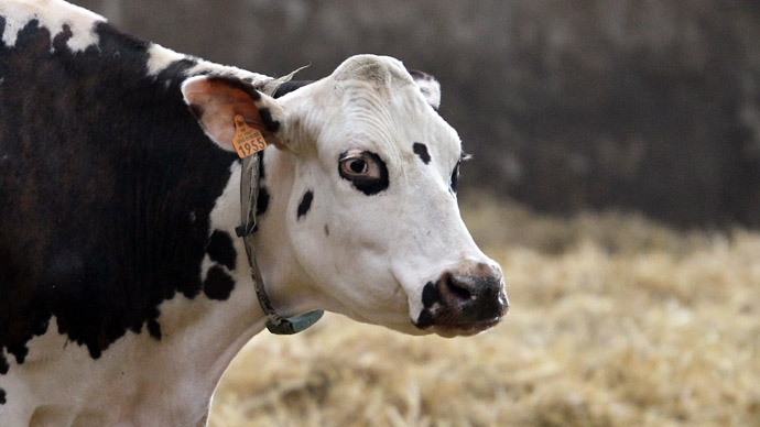 Hornless ‘Frankencow’: Genetic engineers aim to create super-bovine ...