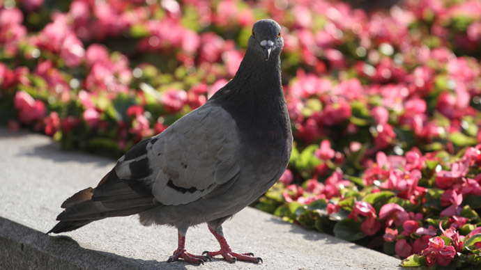 'Zombie pigeon epidemic’ in Moscow sparks fears of transmission to humans